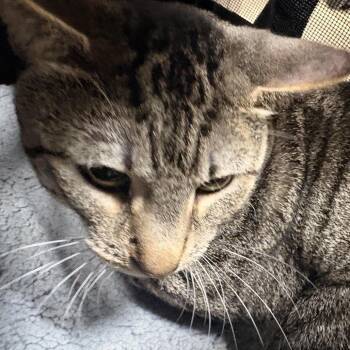 Boots -  Domestic Short Hair Cat for Adoption in Newark, New Jersey - Boots | PetCurious