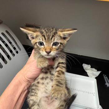 Creep -  Domestic Short Hair Cat for Adoption in Chattanooga, Tennessee - Creep | PetCurious
