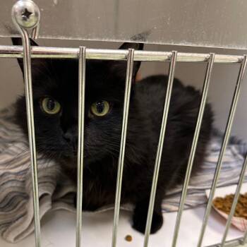 Momma Blackberry -  Domestic Medium Hair Cat for Adoption in Philadelphia, Pennsylvania - Momma Blackberry | PetCurious