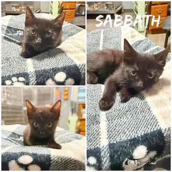 Domestic Short Hair Cats Available for Adoption in Saint James, Missouri - Sabbath | PetCurious