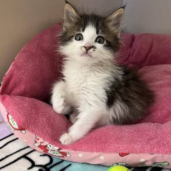 Mochi -  Domestic Long Hair Cat for Adoption in Buellton, California - Mochi | PetCurious