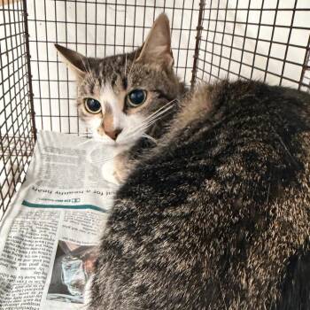 Daiquiri -  Domestic Short Hair Cat for Adoption in Edinburg, Texas - Daiquiri | PetCurious