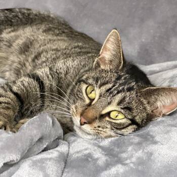 Domestic Short Hair Cats Available for Adoption in Bloomington, Illinois - Crystal | PetCurious