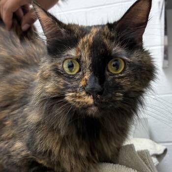 Anika -  Domestic Long Hair Cat Available for Adoption in Corpus Christi, Texas - Anika | PetCurious
