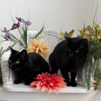 Domestic Short Hair Cats Available for Adoption in Eaton Rapids, Michigan - Winnie & Willa Wind  55995/55994 | PetCurious