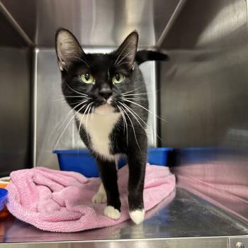 Tuxedo Cats Available for Adoption in La Grange Park, Illinois - Dior | PetCurious