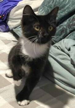 Rescue Domestic Short Hair Cats for Adoption in Anchorage, Alaska - Violet | PetCurious