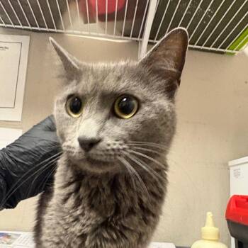 Domestic Short Hair Cats Available for Adoption - Hippo | PetCurious