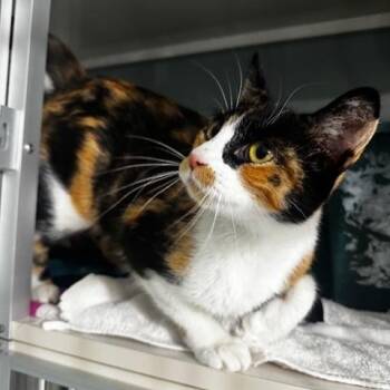 Garcia -  Calico Cat for Adoption in Hutchinson, Minnesota - Garcia | PetCurious