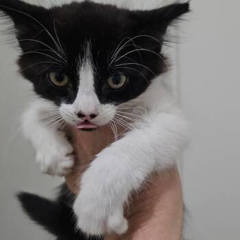 Domestic Medium Hair Cats Available for Adoption in Long Beach, California - Hank | PetCurious