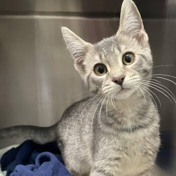 Rescue Domestic Short Hair Cats for Adoption in Orland Hills, Illinois - Cindy | PetCurious