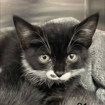 Upton -  Domestic Medium Hair Cat for Adoption in Spokane, Washington - Upton | PetCurious