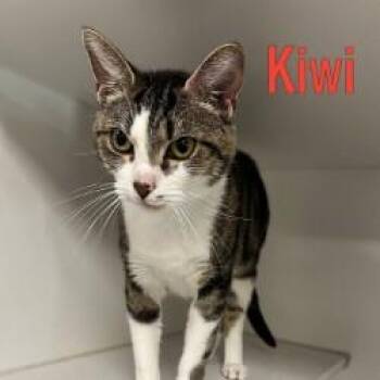 Kiwi -  Domestic Short Hair Cat for Adoption in Pleasantville, New Jersey - Kiwi | PetCurious