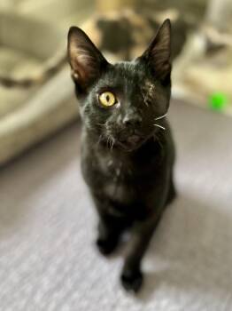 Mateo -  Domestic Short Hair Cat for Adoption in Murfreesboro, Tennessee - Mateo | PetCurious