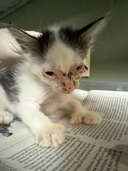 BUTTER -  Domestic Short Hair Cat for Adoption in Jacksonville, Florida - BUTTER | PetCurious