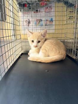 TOT -  Domestic Short Hair Cat for Adoption in Fort Myers, Florida - TOT | PetCurious