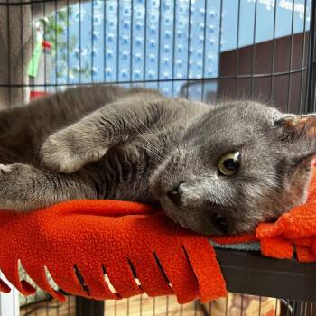 Atlas -  Domestic Short Hair Cat for Adoption in Evanston, Illinois - Atlas | PetCurious