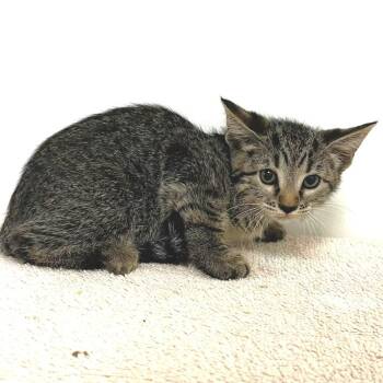 Francesca -  Domestic Short Hair Cat for Adoption in Warrensburg, Missouri - Francesca | PetCurious