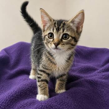 Odette -  Domestic Short Hair Cat for Adoption in Madison, Wisconsin - Odette | PetCurious