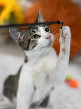 Rescue Domestic Short Hair Cats for Adoption in Conroe, Texas - Mercury (Sky Litter) | PetCurious