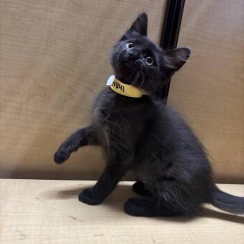 Raven* -  Domestic Short Hair Cat for Adoption in San Gabriel, California - Raven* | PetCurious