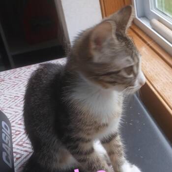 Phoebe C11970 -  Domestic Short Hair Cat for Adoption - Phoebe C11970 | PetCurious