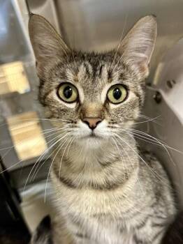 Bloom -  Domestic Short Hair Cat for Adoption in Wichita, Kansas - Bloom | PetCurious