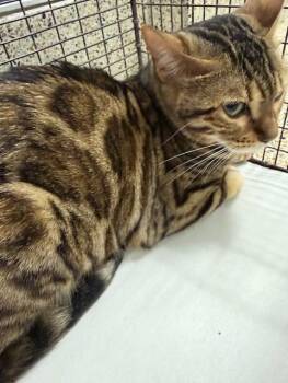 BELL -  Bengal Cat for Adoption in Doral, Florida - BELL | PetCurious