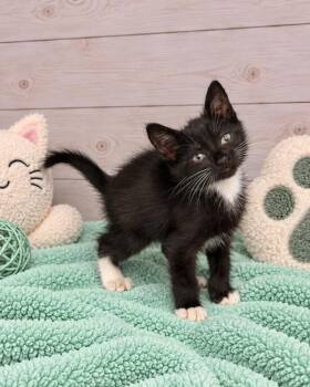 Sesame -  Domestic Short Hair Cat for Adoption in Lafayette, Louisiana - Sesame | PetCurious