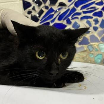 WINONA -  Domestic Short Hair Cat Available for Adoption in Pensacola, Florida - WINONA | PetCurious