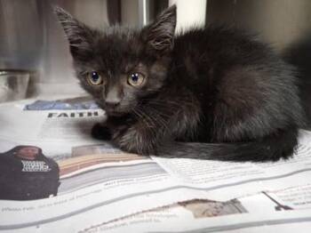 Lenore -  Domestic Medium Hair and Domestic Short Hair Cat for Adoption in Taylorsville, North Carolina - Lenore | PetCurious