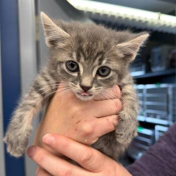 Domestic Short Hair Cats Available for Adoption in Summerlee, West Virginia - Alad | PetCurious