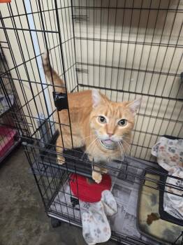 American Shorthair Cats Available for Adoption - Sprout | PetCurious