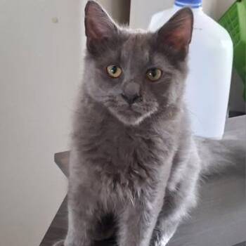 Teddy -  Domestic Medium Hair Cat for Adoption in Winchester, Virginia - Teddy | PetCurious