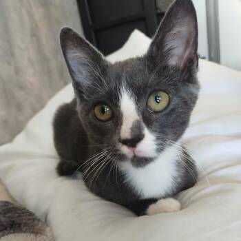 Abbott -  Domestic Medium Hair Cat for Adoption in Glocester, Rhode Island - Abbott | PetCurious