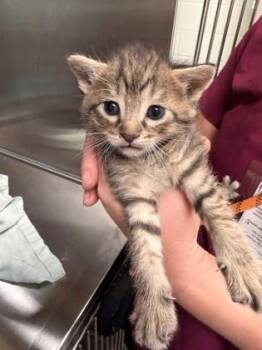 Asteroid -  Domestic Short Hair Cat Available for Adoption in Daphne, Alabama - Asteroid | PetCurious