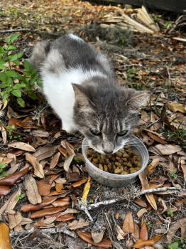 Rescue Domestic Short Hair Cats for Adoption in Ocala, Florida - Avalon | PetCurious
