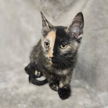 Domestic Short Hair Cats Available for Adoption - Makayla | PetCurious