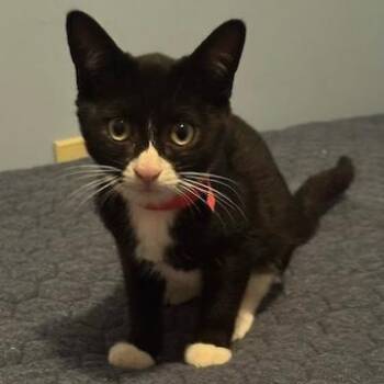 Bageera -  Domestic Short Hair Cat for Adoption in Minneapolis, Minnesota - Bageera | PetCurious
