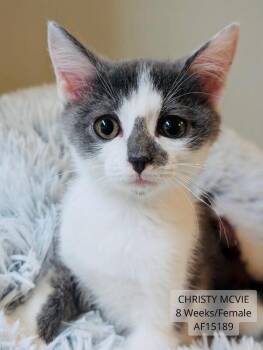 Christy McVie -  Domestic Short Hair Cat for Adoption - Christy McVie | PetCurious