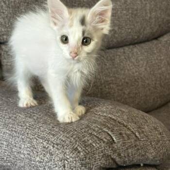 Camero -  Calico Cat for Adoption in Mesa, Arizona - Camero | PetCurious