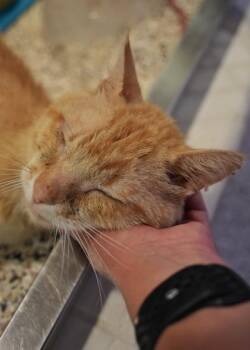 Chester 63903 -  Domestic Short Hair Cat for Adoption in Aiken, South Carolina - Chester 63903 | PetCurious