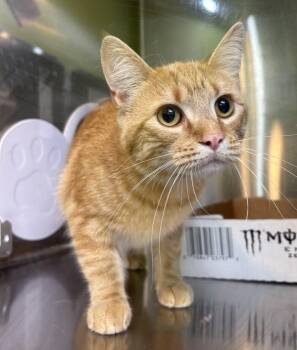 Nira -  Domestic Short Hair Cat for Adoption in Sioux City, Iowa - Nira | PetCurious