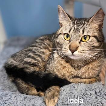 Rescue Domestic Short Hair Cats for Adoption in Oneonta, New York - Leela | PetCurious