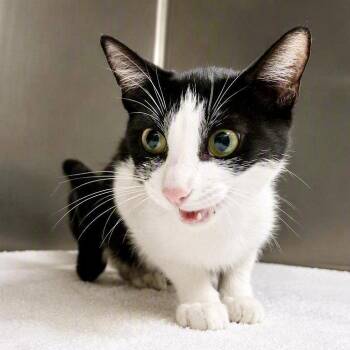 Daphne -  Domestic Short Hair Cat for Adoption in Oakland, California - Daphne | PetCurious