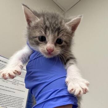Vlasic -  Domestic Short Hair Cat for Adoption in Columbiana, Alabama - Vlasic | PetCurious