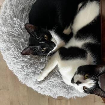 Sakura and Camellia -  Domestic Short Hair Cat for Adoption in Philadelphia, Pennsylvania - Sakura And Camellia | PetCurious
