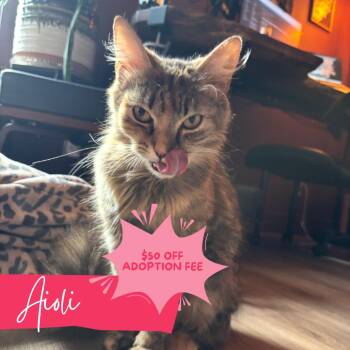Aioli -  Domestic Long Hair Cat for Adoption in Chattanooga, Tennessee - Aioli | PetCurious