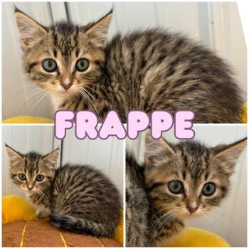 Rescue Domestic Short Hair Cats for Adoption in Pierceton, Indiana - Frappe | PetCurious