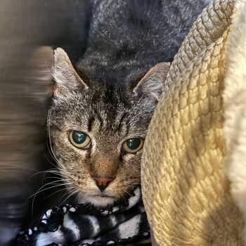Bubba NM -  Domestic Medium Hair Cat for Adoption in Denver, Colorado - Bubba NM | PetCurious